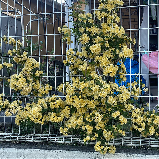 chIoeさんの実例写真