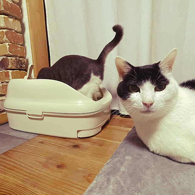 nekosamaさんの実例写真