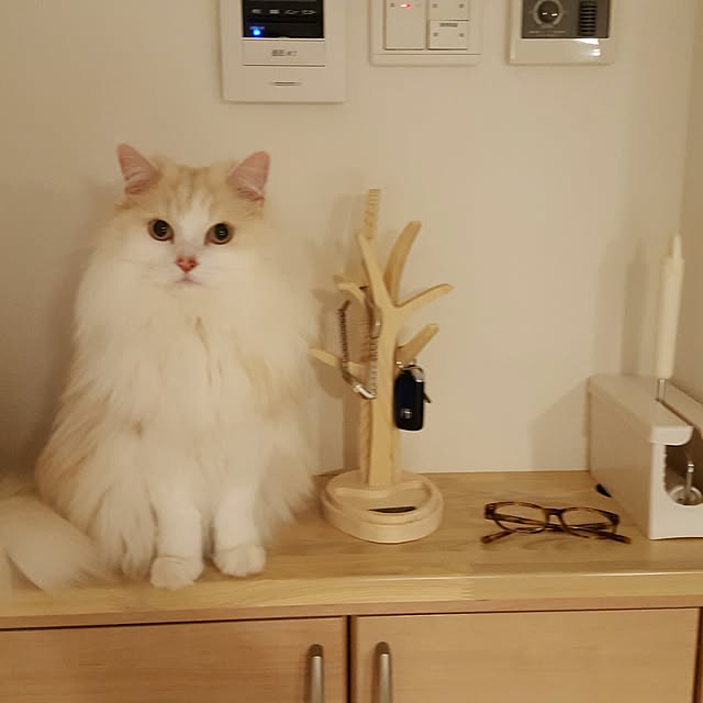 megu.catさんの実例写真