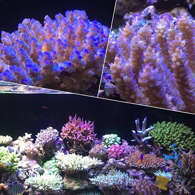 aquarium_seaさんの実例写真