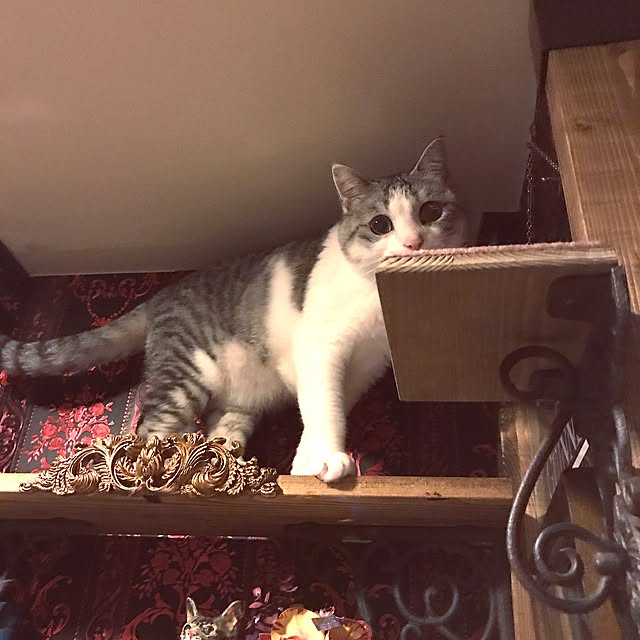 emmyyさんの実例写真