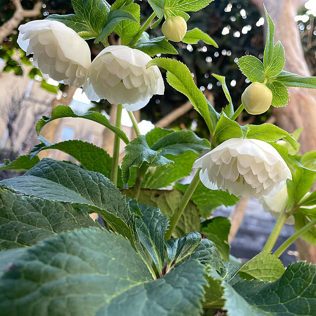 mamizaさんの実例写真