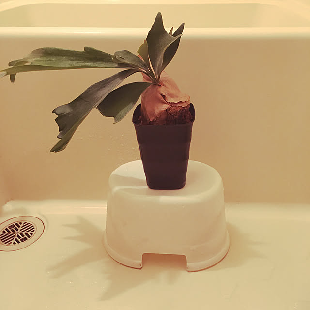 Fk_thrさんの実例写真