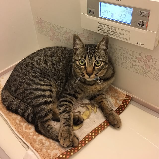 ema_panさんの実例写真