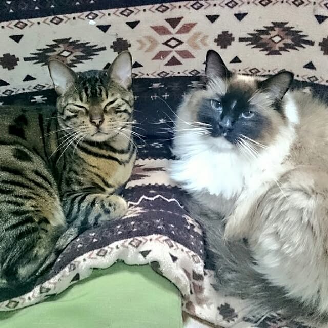 meronさんの実例写真