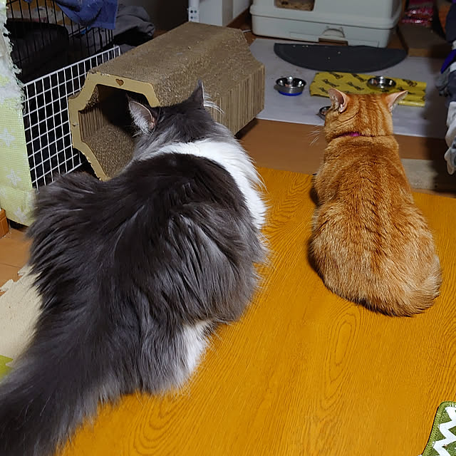 shinobuさんの実例写真