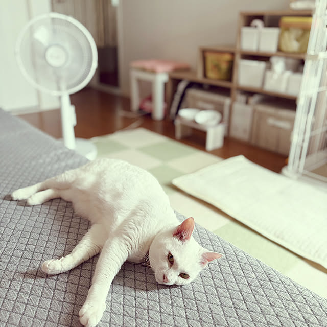 Maiさんの部屋