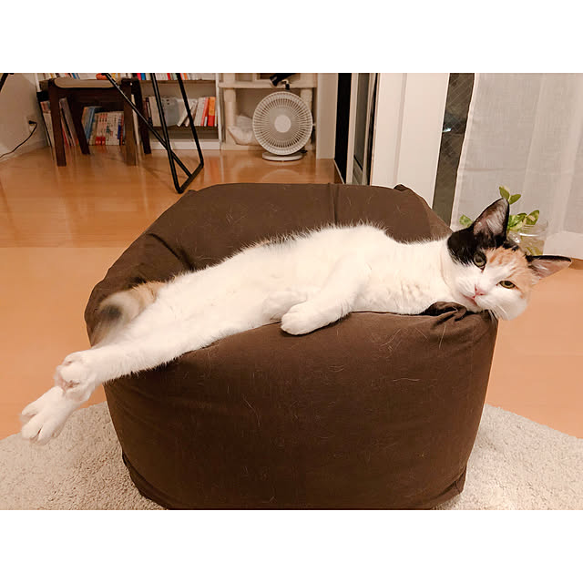 warashibeさんの実例写真