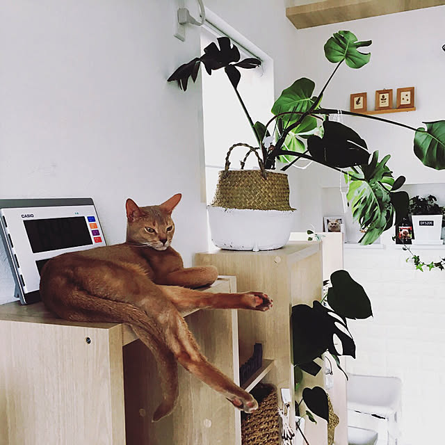 megu.catさんの実例写真