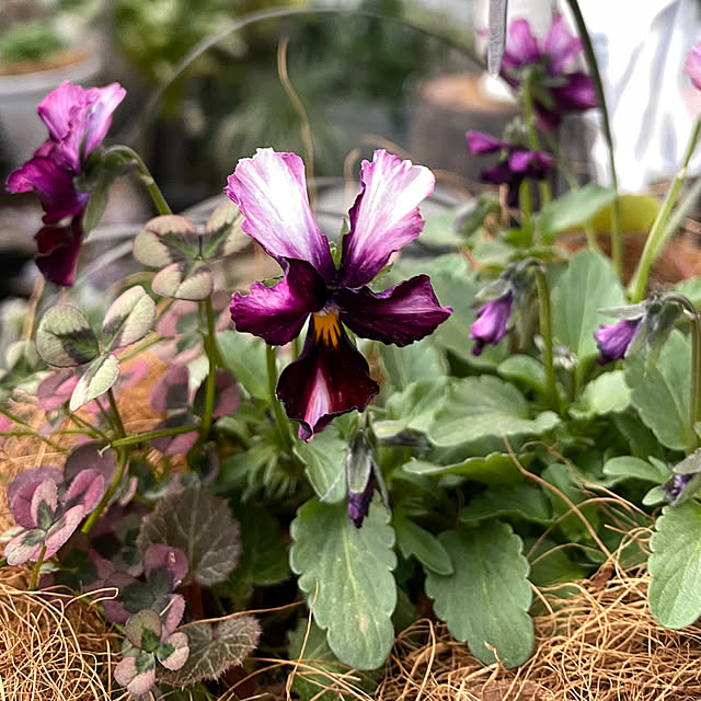 shiropenguinさんの部屋