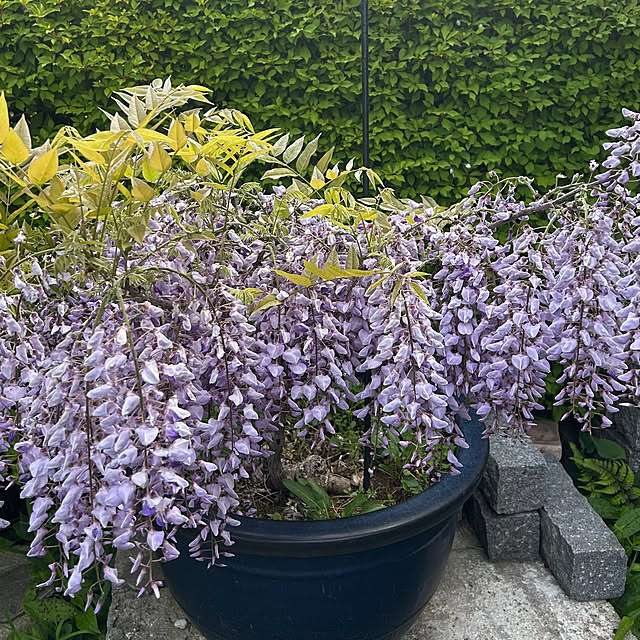 kichaさんの部屋