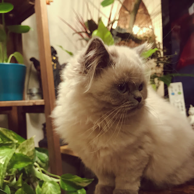 shinobyさんの実例写真