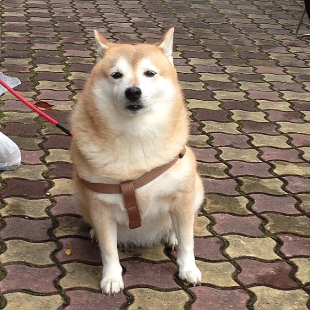 yumikoさんの実例写真