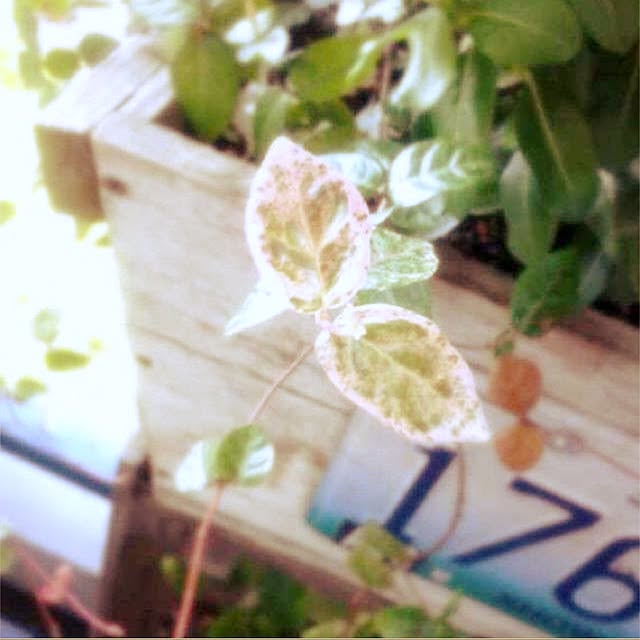 chuchu_since1979さんの実例写真
