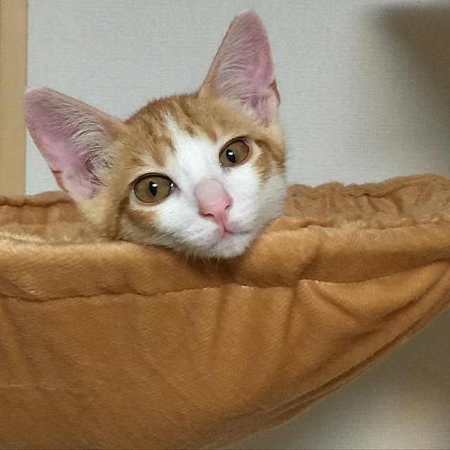 eucharisさんの実例写真