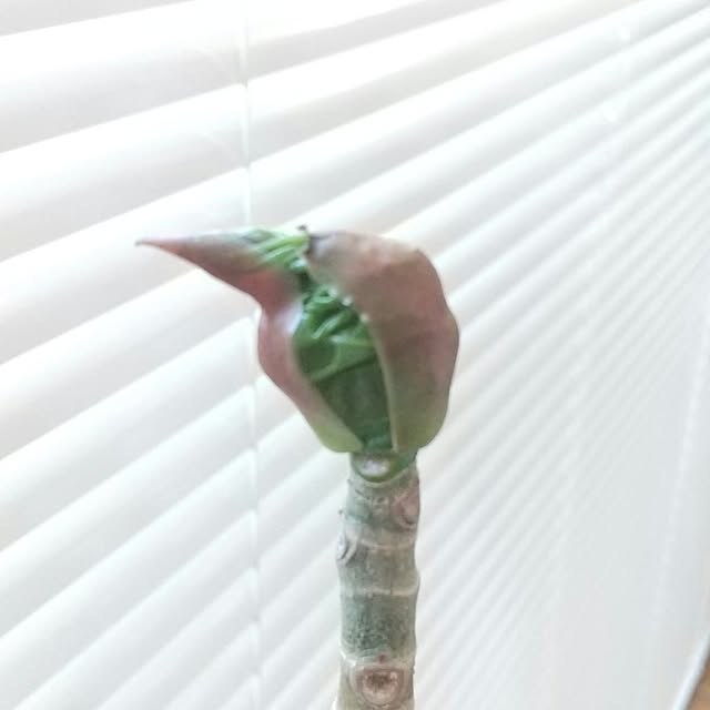 Rさんの実例写真