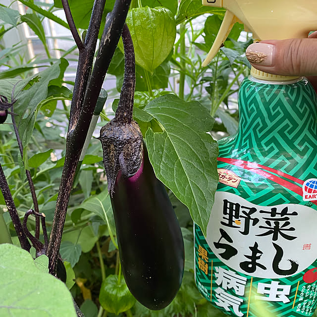 dainaoreiさんの実例写真