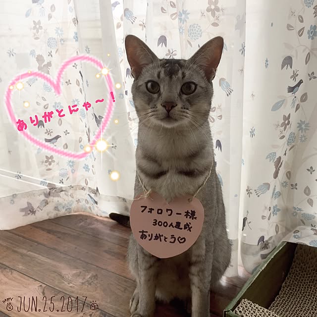 kotoriさんの実例写真