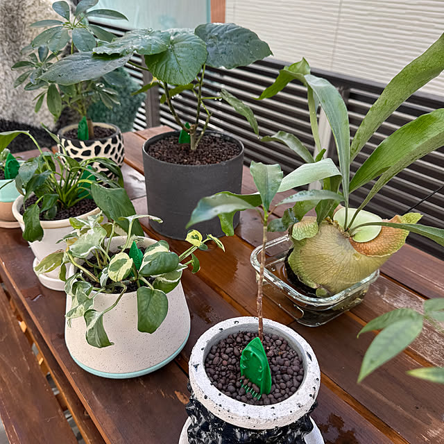 玄関/入り口/観葉植物/苔玉/ハンキング/観葉植物のある暮らし...などのインテリア実例 - 2024-11-18 10:28:54