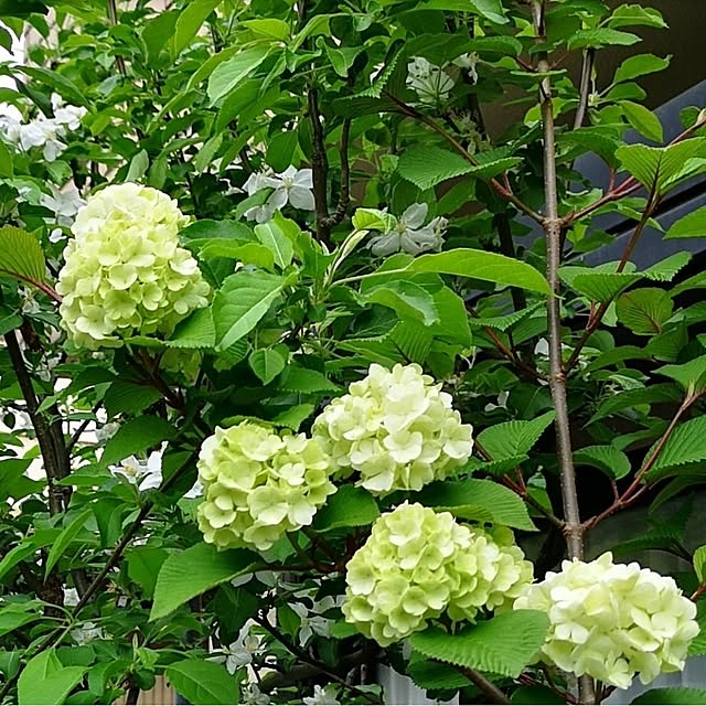 ku-garnet18さんの部屋