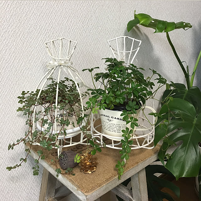 niconさんの実例写真