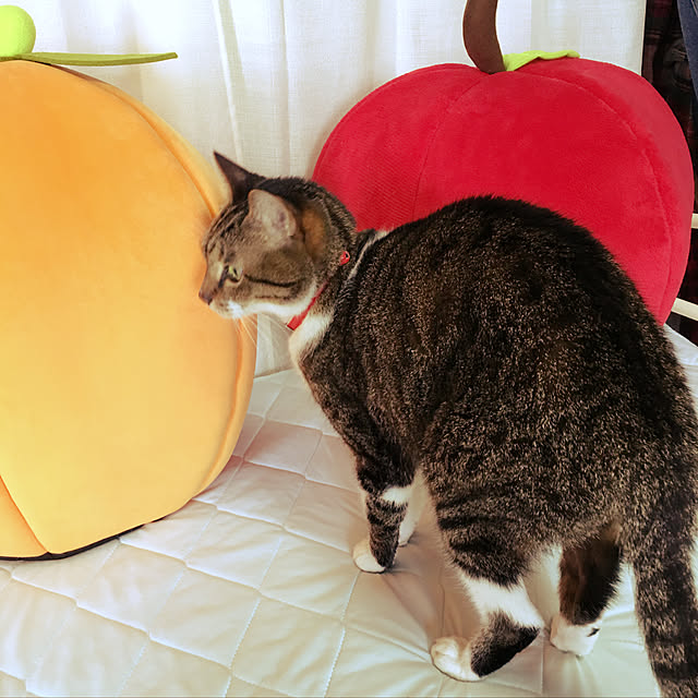 brbrnknkさんの実例写真