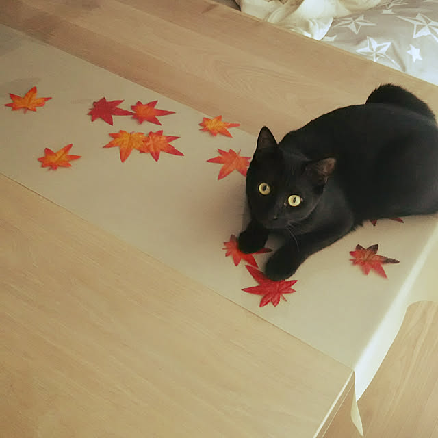 机/ダイニングテーブル/もみじ/猫/黒猫...などのインテリア実例 - 2017-11-19 11:28:43