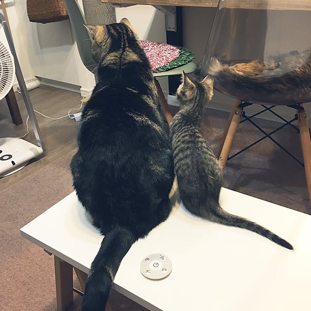 mikomaruさんの実例写真