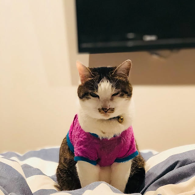 実例写真