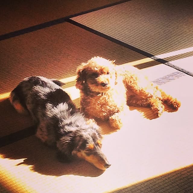 Kikoさんの実例写真
