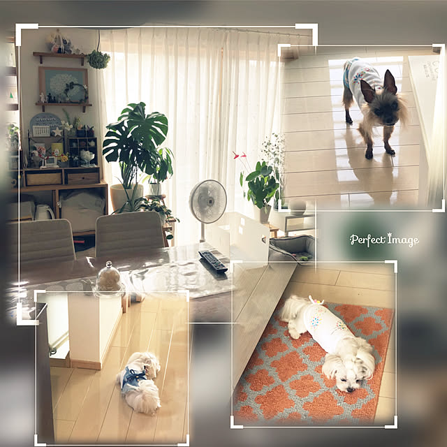 loliontoaliceveさんの実例写真