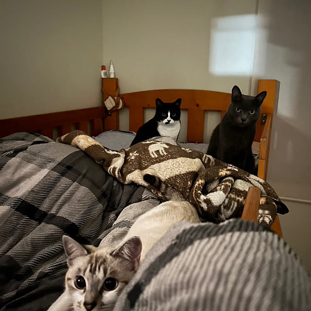 nekoさんの実例写真