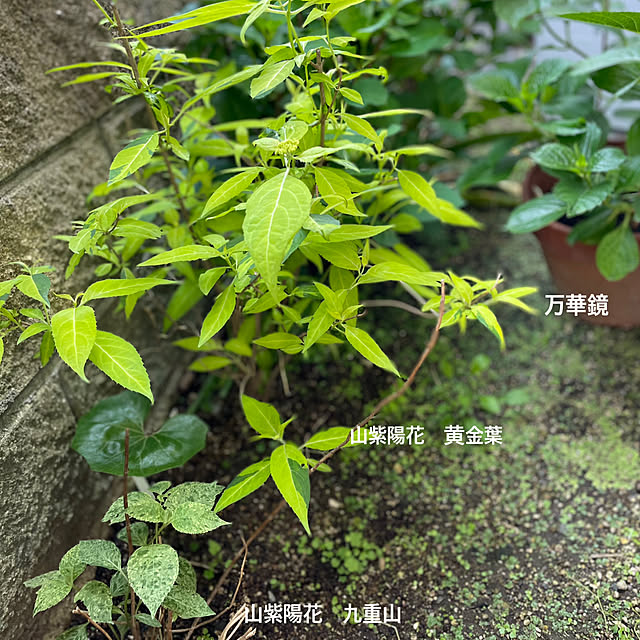 buchiさんの部屋