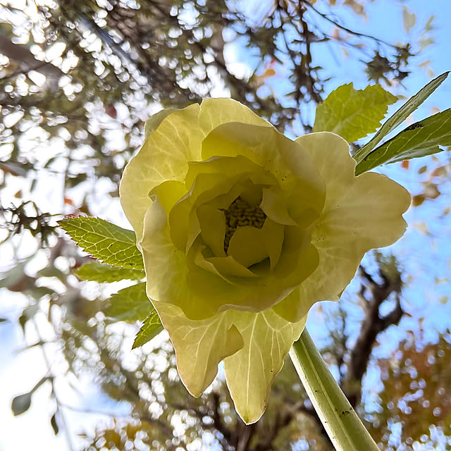 ayayayayaさんの実例写真