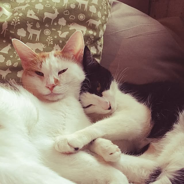 ziziguguさんの実例写真