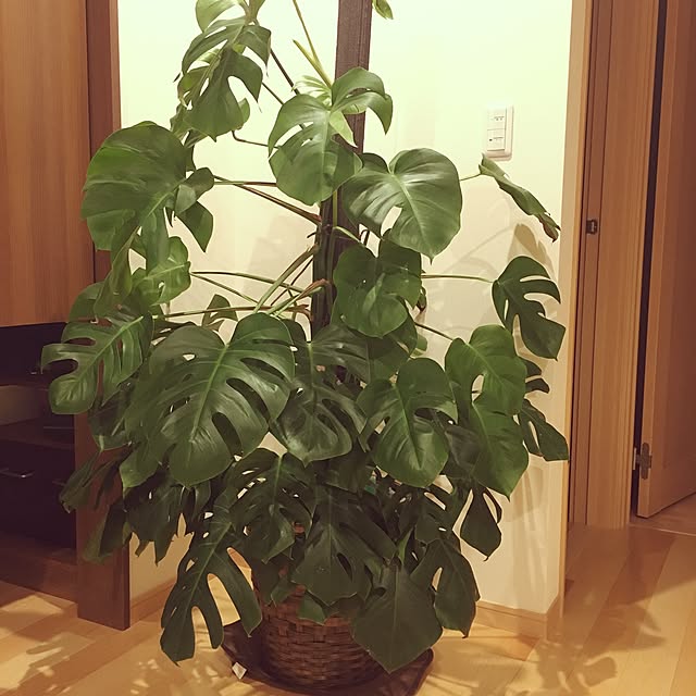 yumさんの実例写真