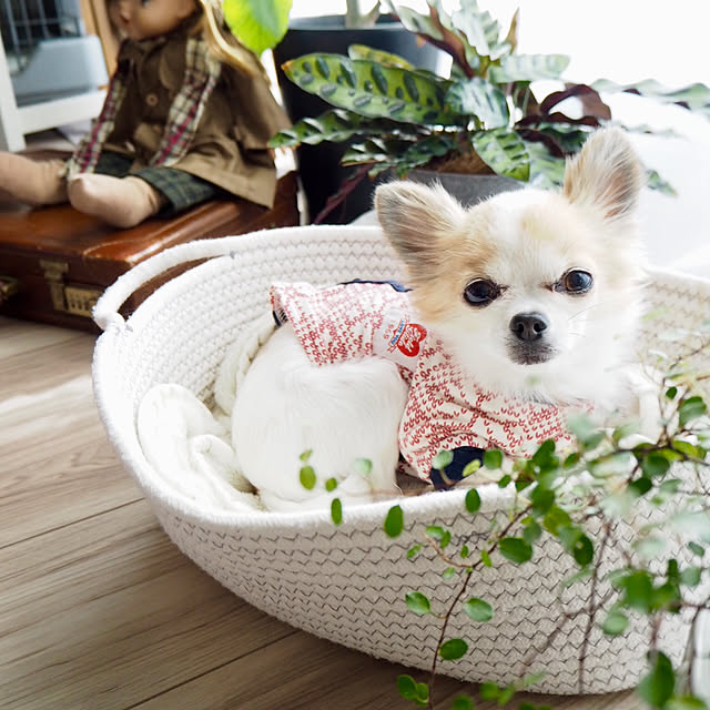 kokohanoさんの実例写真