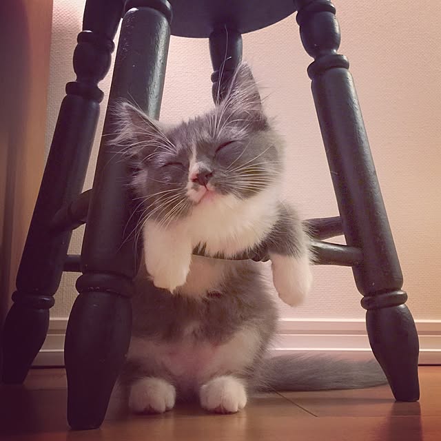 mangomilkさんの実例写真