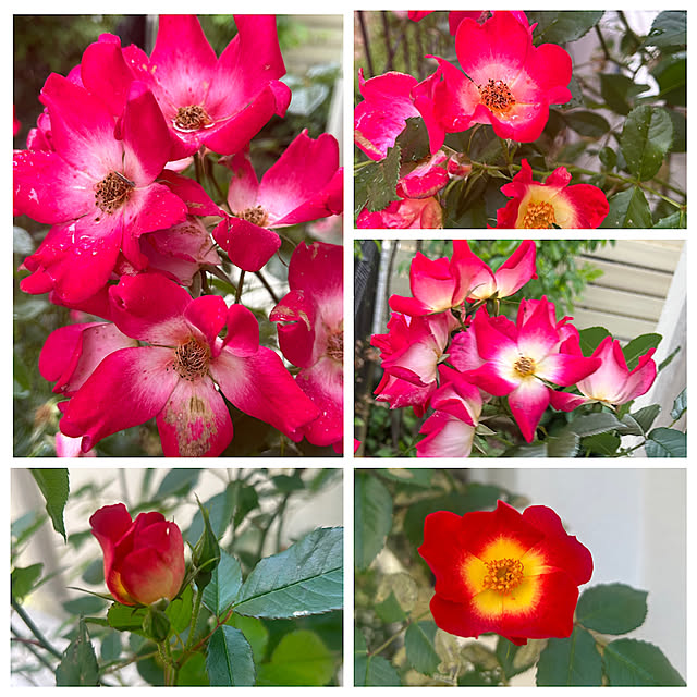magnoliaさんの実例写真