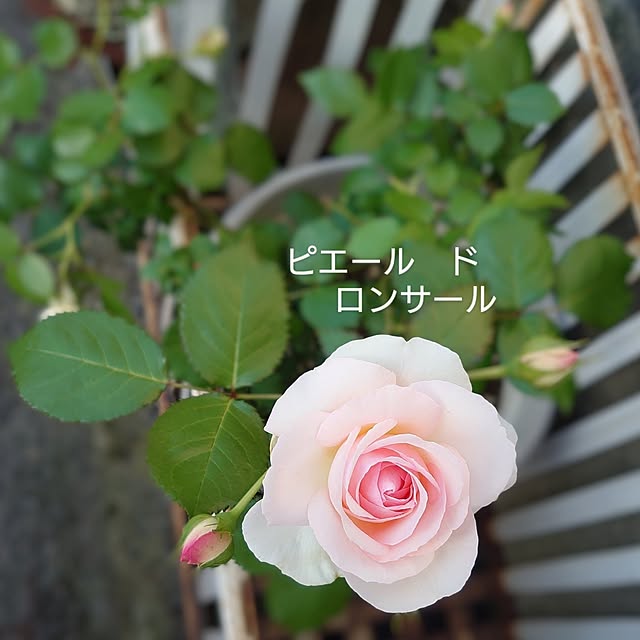 akaidarumaさんの実例写真