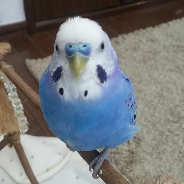 opiopiopiさんの実例写真