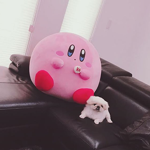 apさんの実例写真