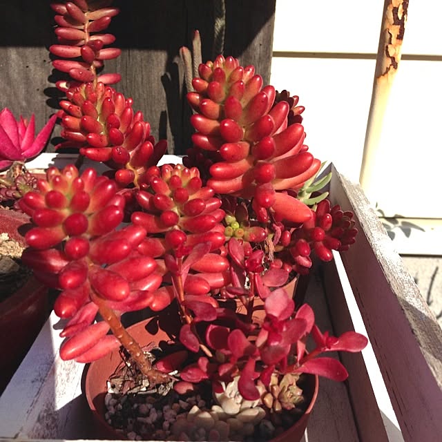 Nanaさんの実例写真