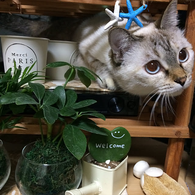 nachuさんの実例写真