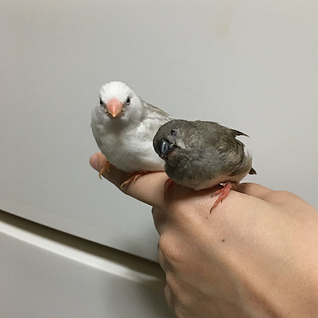 koroさんの実例写真