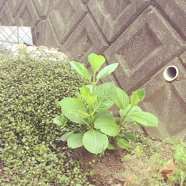 sachimさんの実例写真