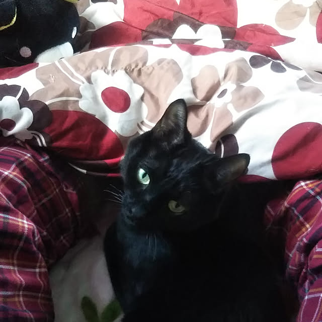 yucchiさんの実例写真
