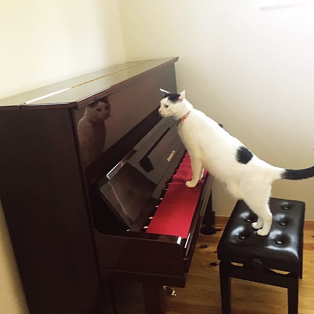 hachi8さんの実例写真