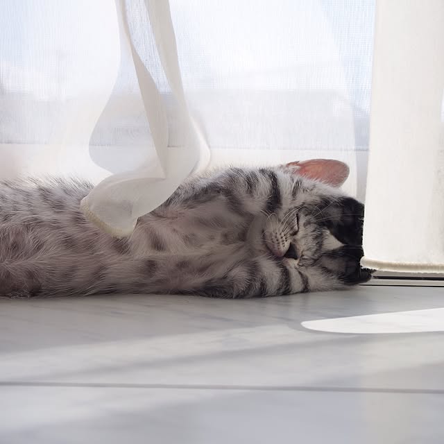miiさんの実例写真