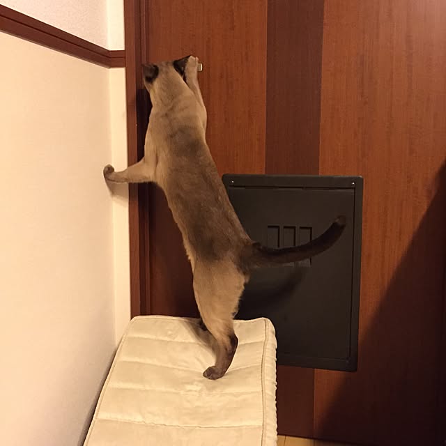 monkeymajimajikさんの実例写真